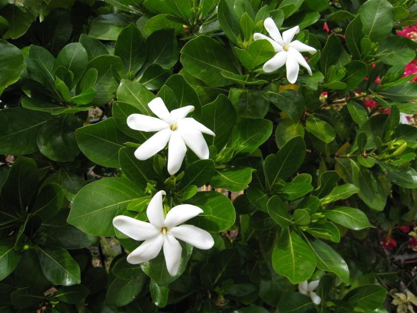 Gardenia taitensis