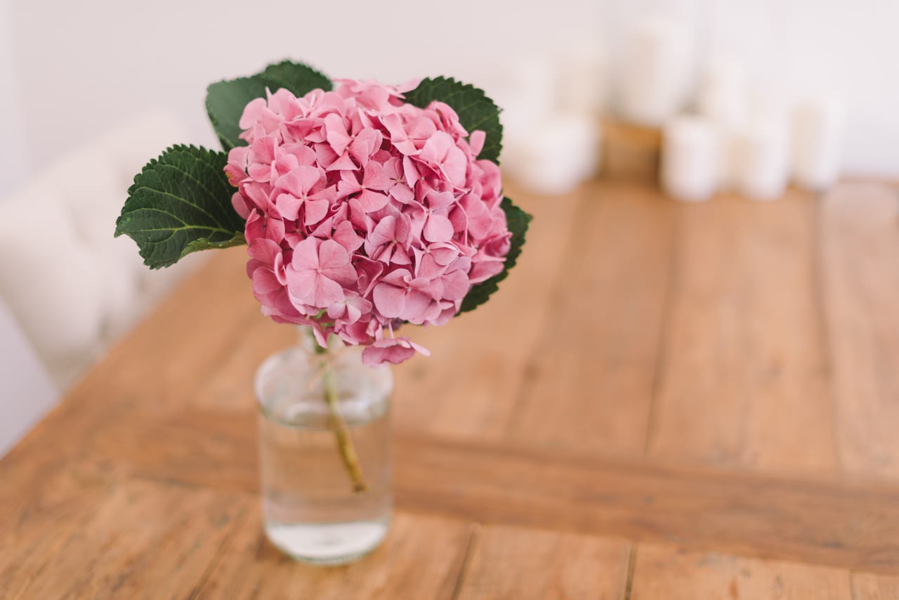Cómo hacer esquejes de hortensias paso a paso