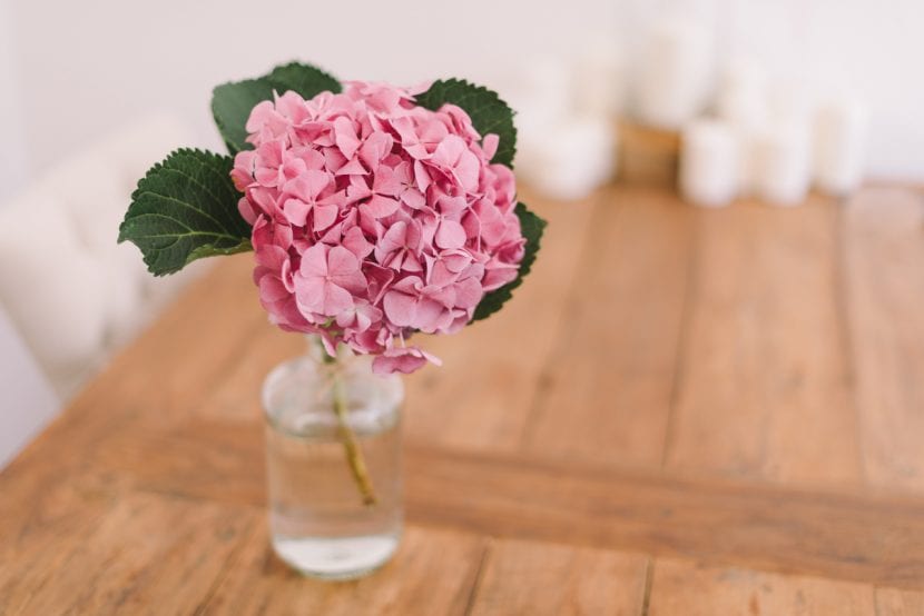 Flor de hortensia para decorar una mesa