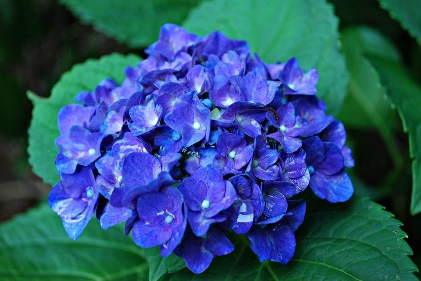 Hortensia azul