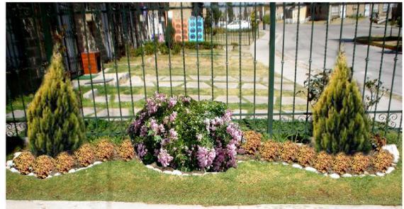 Cómo plantar arbustos de jardín: hoyo, distancias y riego