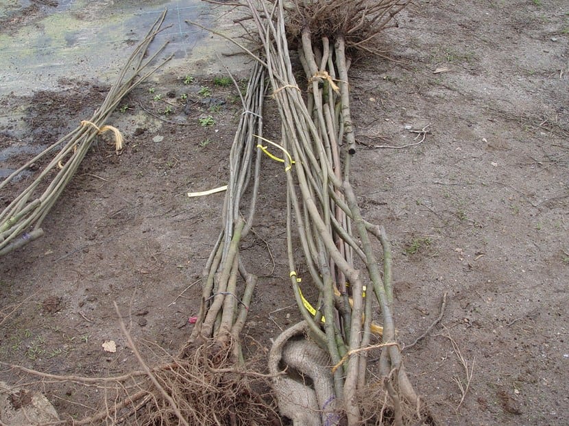 Plantar árbol a raíz desnuda