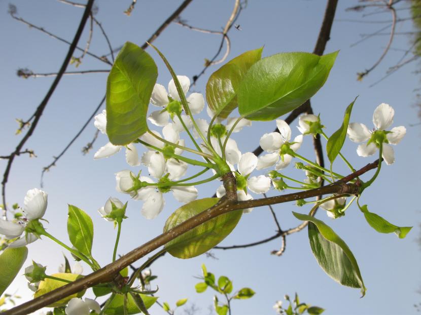 Pyrus pyrifolia