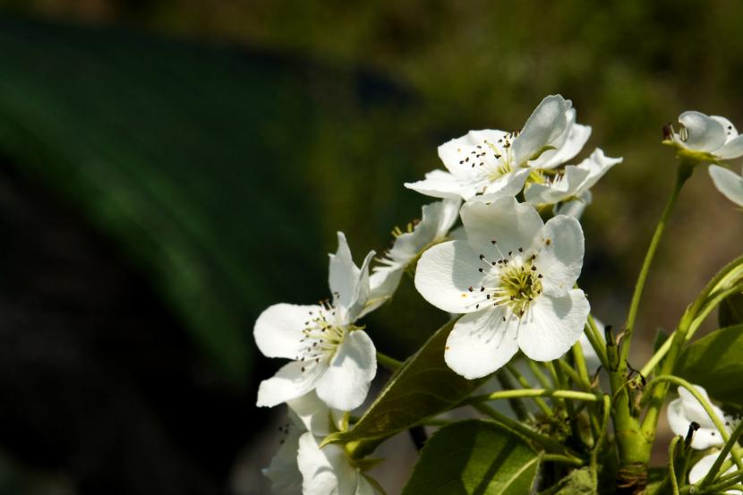 Pyrus pyrifolia