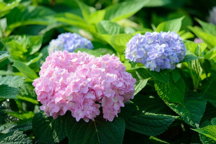 Hortensia