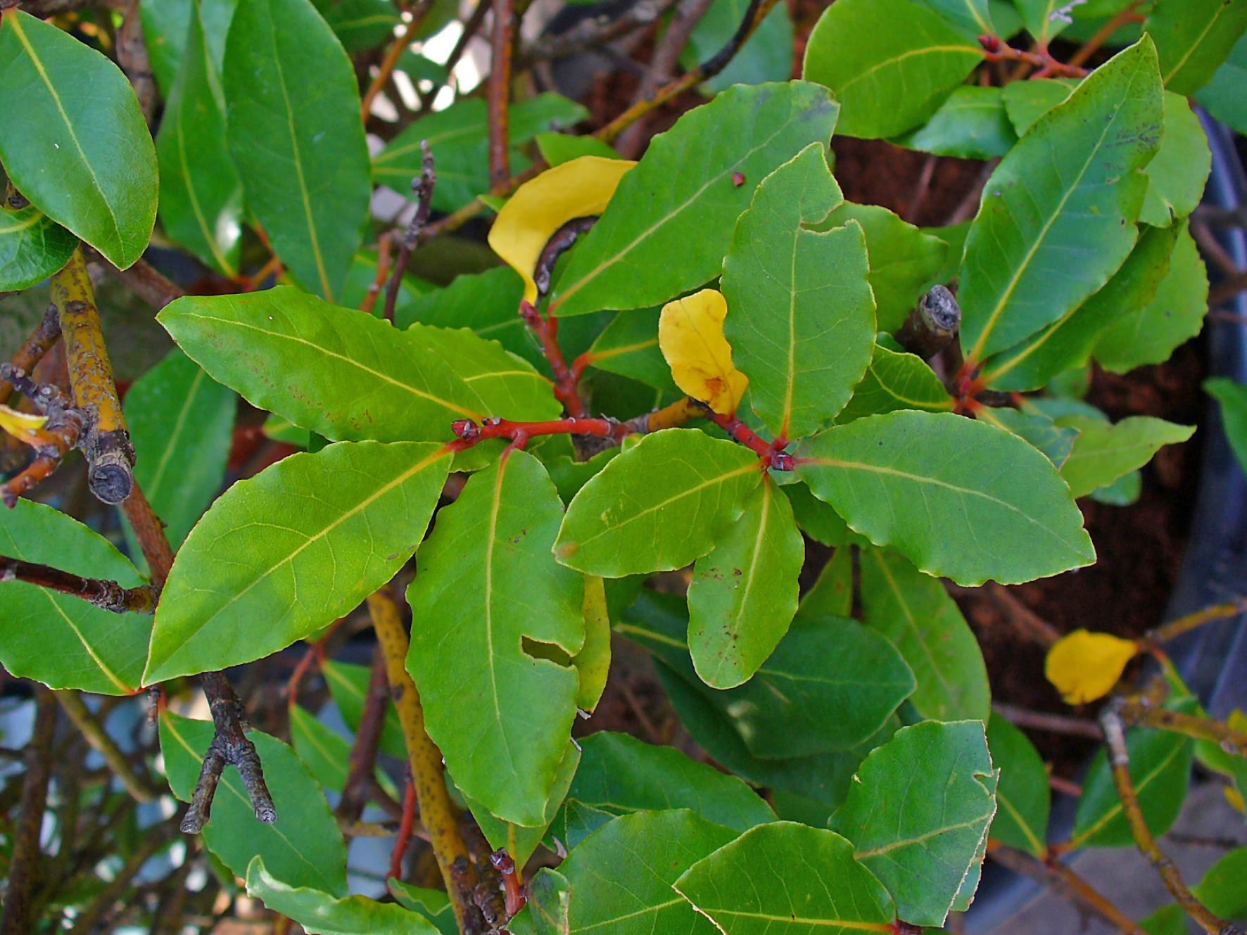 Cómo plantar un laurel en el jardín o en maceta