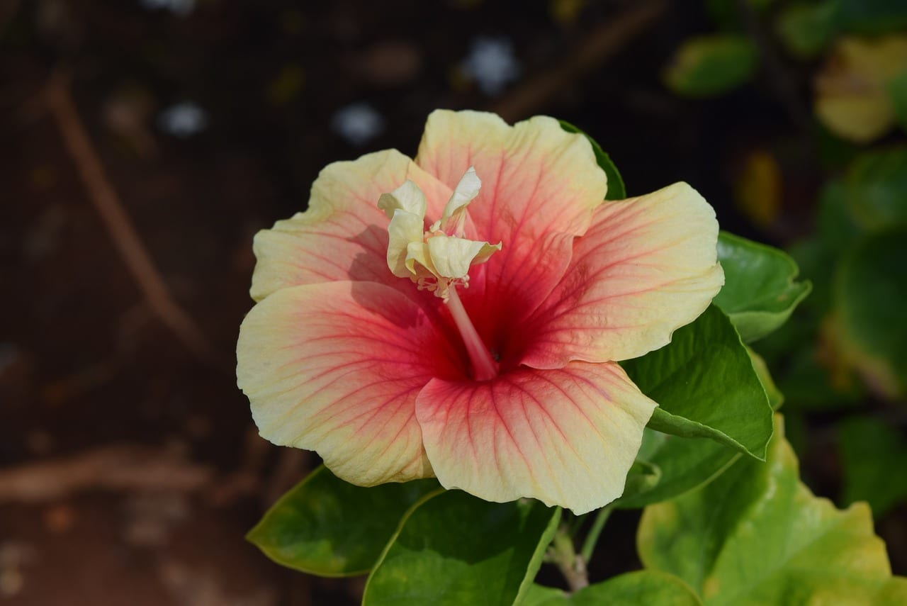 Cómo podar hibiscus: época, cortes y poda de rejuvenecimiento