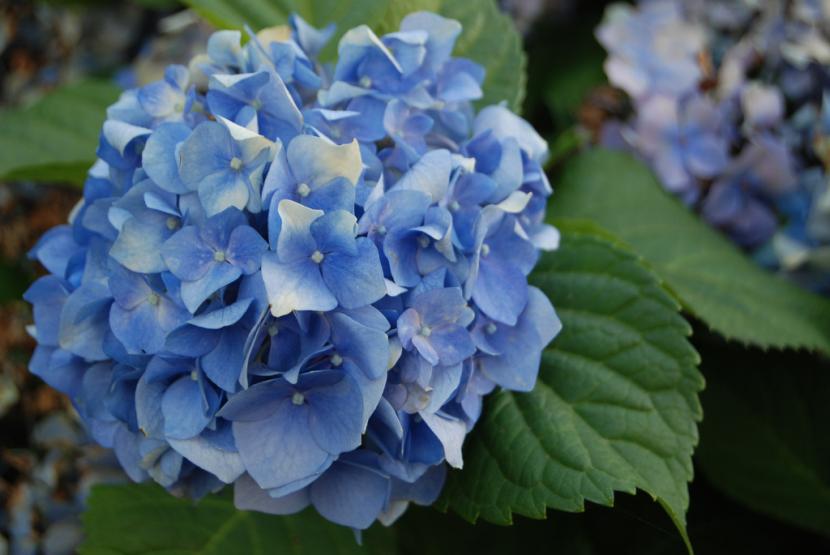 Hydrangea