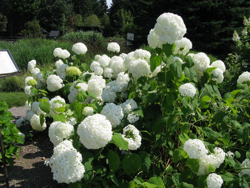 Hydrangea