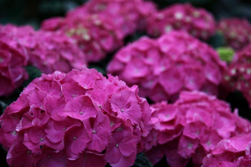 Hydrangea