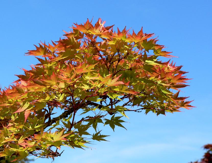 Acer palmatum ''Shigitatsu-sawa''