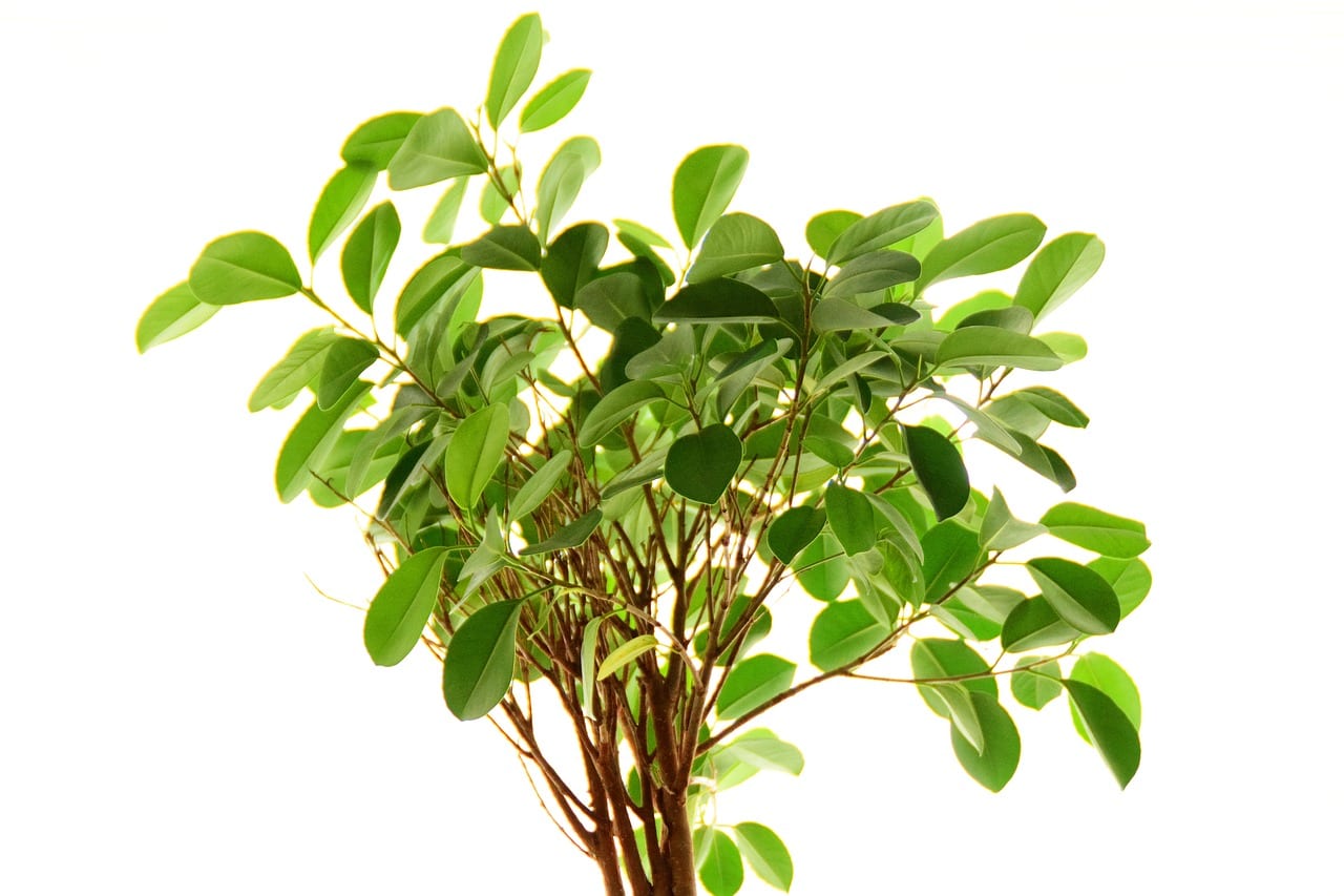 Cómo podar un ficus: cuándo, dónde cortar y con qué