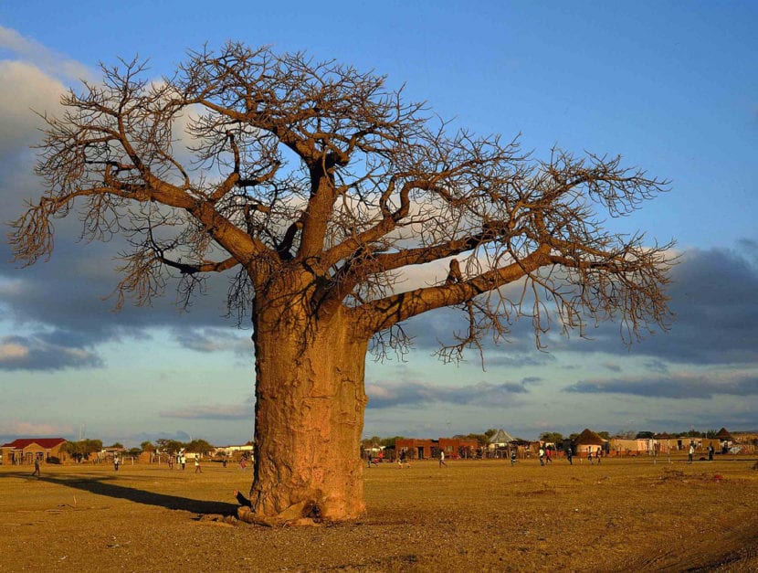 Baobab