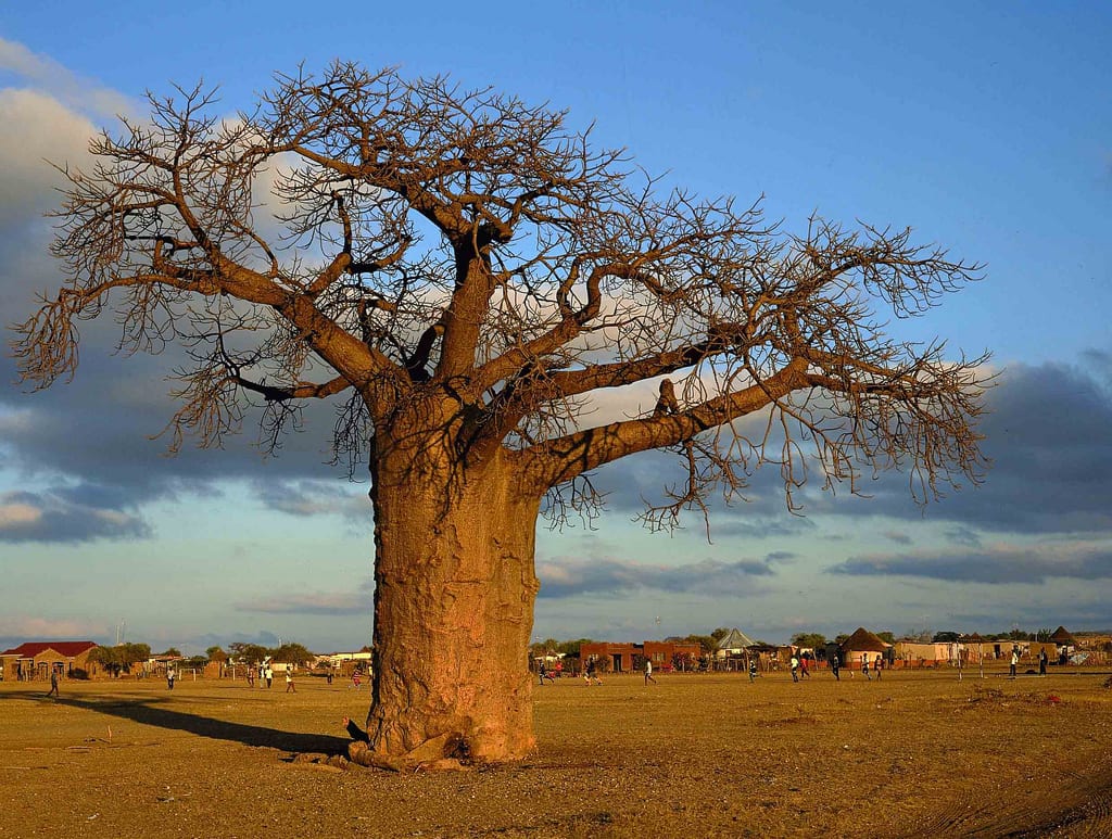 Cómo reproducir el baobab por semilla y esqueje