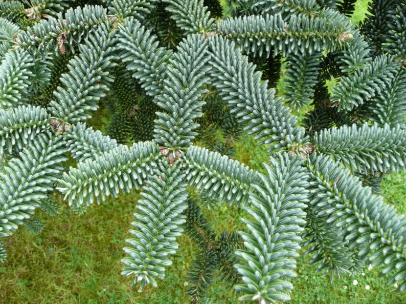Hojas de Abies pinsapo