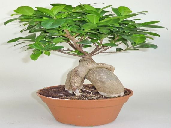 Cuidados del ficus ginseng: luz, riego, poda y plagas