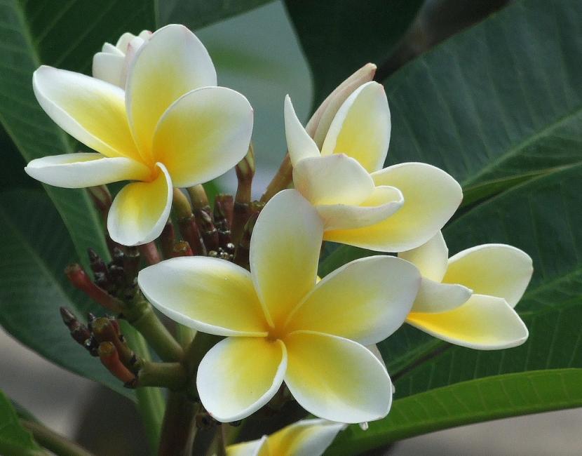Plumeria rubra: cuidados, riego, poda e invernada