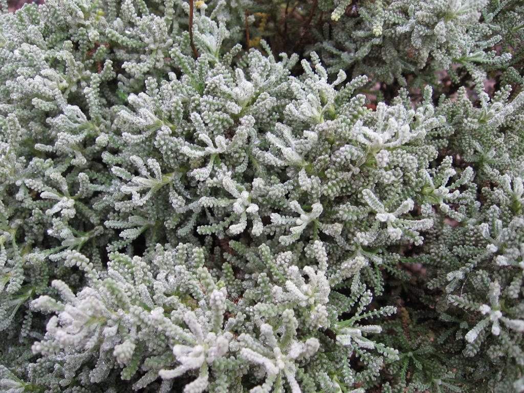 santolina_chamaecyparissus