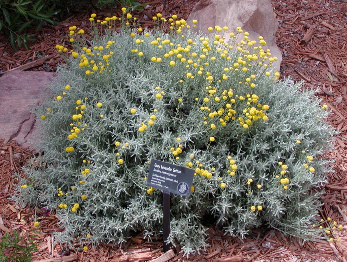 Santolina chamaecyparissus: cultivo, riego y poda