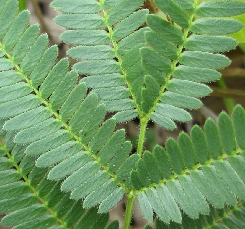 Cómo se defiende la acacia de los animales herbívoros