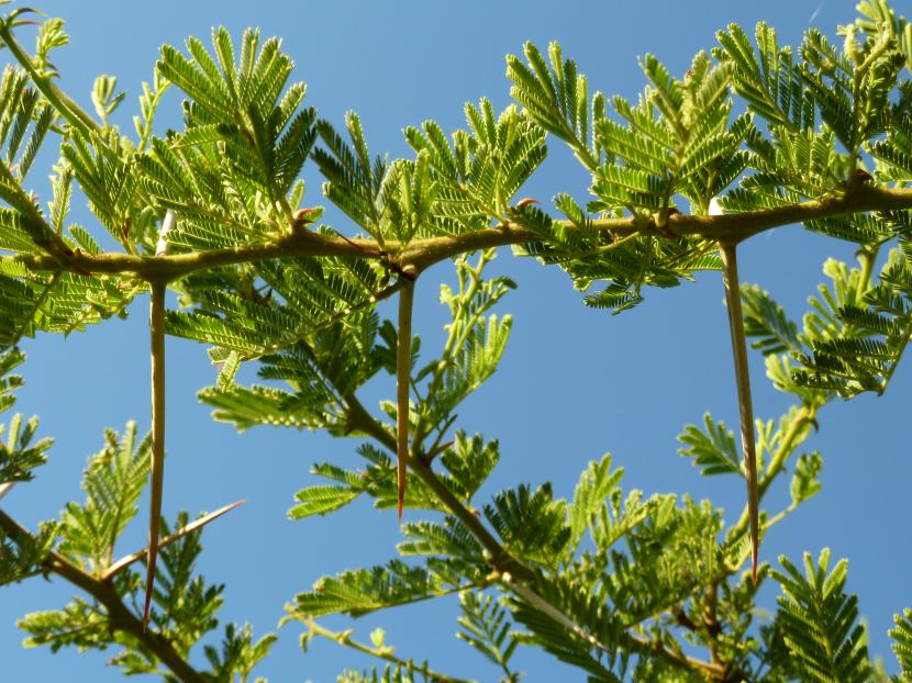 Espinas de Acacia tortilis