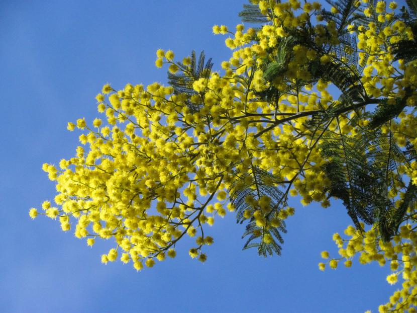 Flores de Acacia