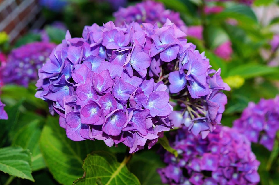 Cómo secar hortensias y conservar su color