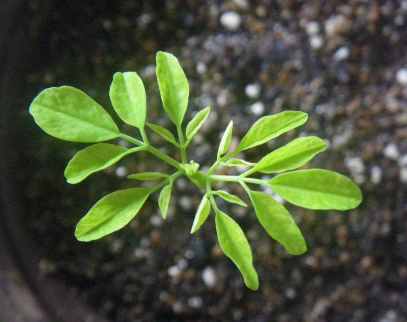 Plántula joven de Moringa oleifera