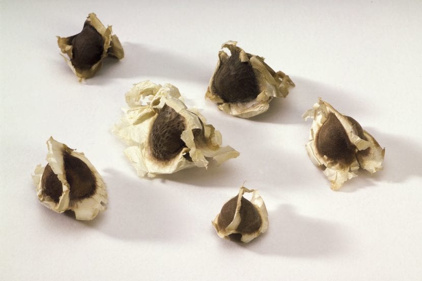 Semillas de Moringa oleifera