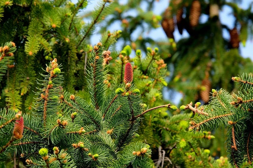 Coníferas: especies, clima, poda y plantación en España