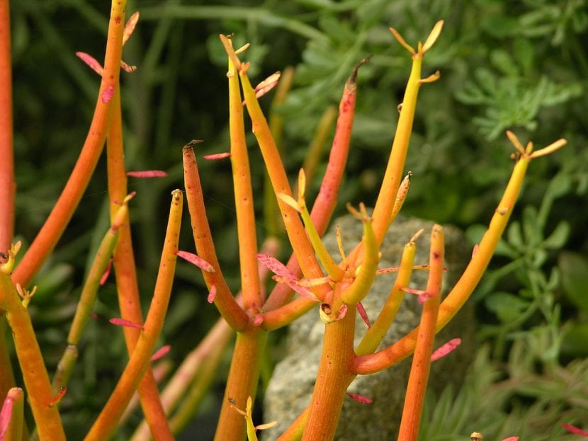 Euphorbia tirucalli 'Sticks on Fire'