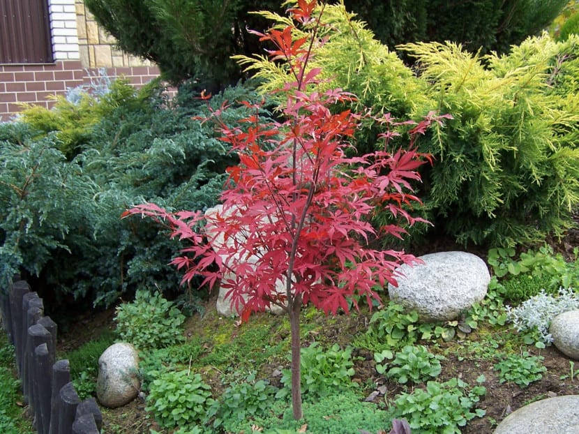 Acer palmatum