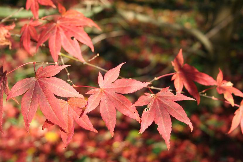 Acer palmatum Atropurpureum