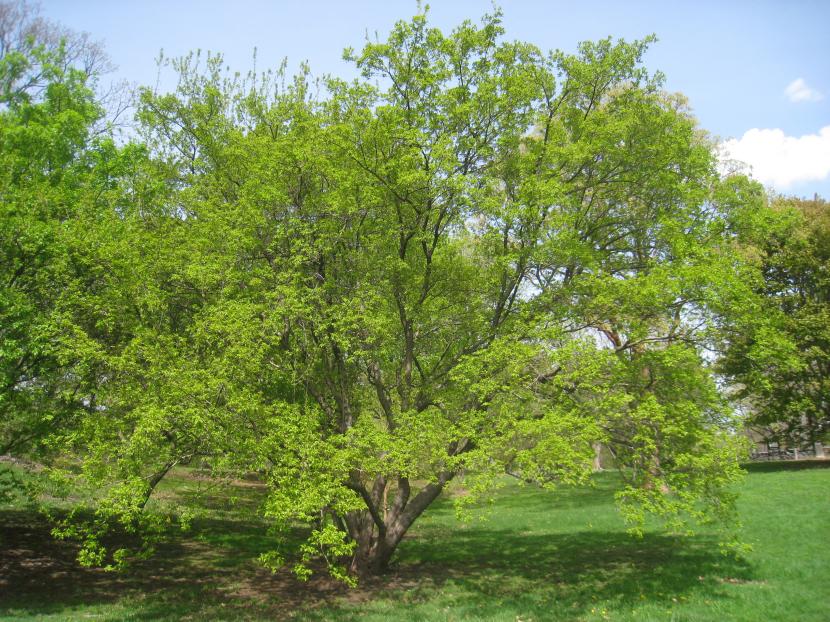 Acer tataricum ssp ginnala