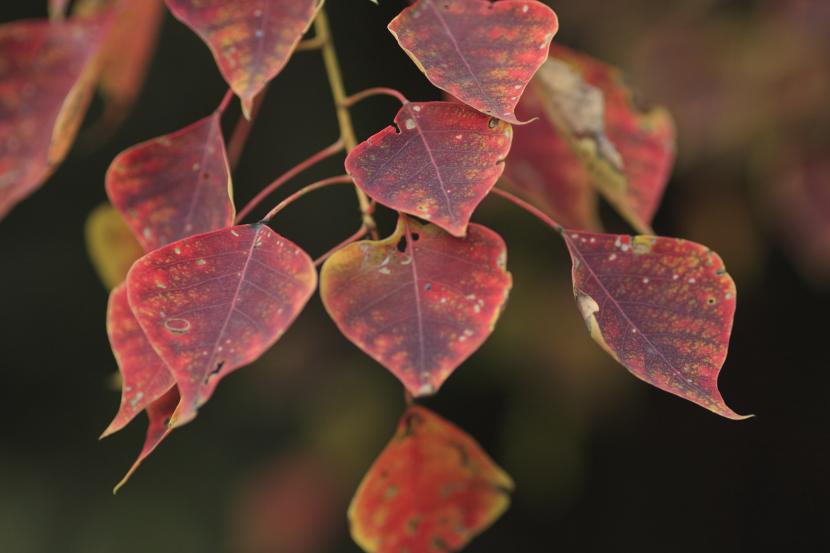 Sapium en otoño