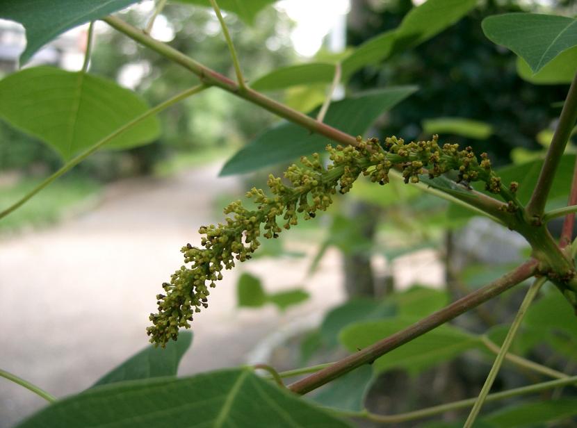 Flores de Sapium