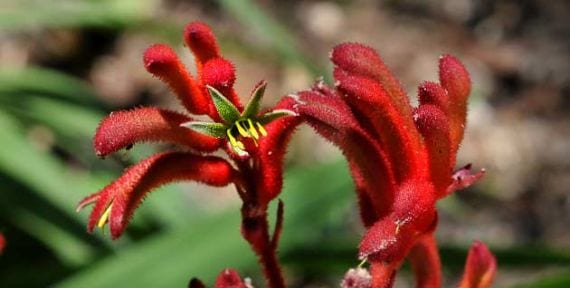 Anigozanthos flavidus