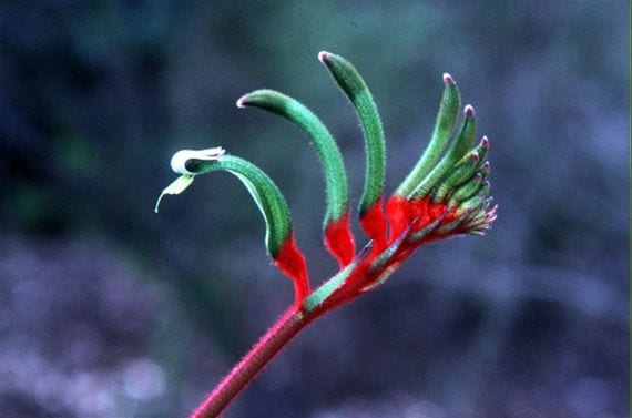 Anigozanthos manglesii