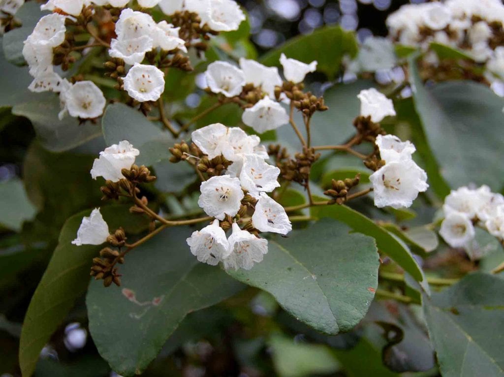 zimbabweflora.co.zw