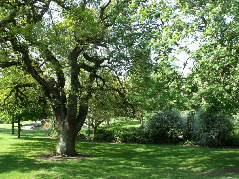 Árbol