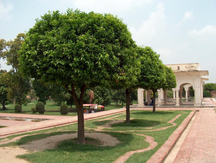 Árboles de jardín