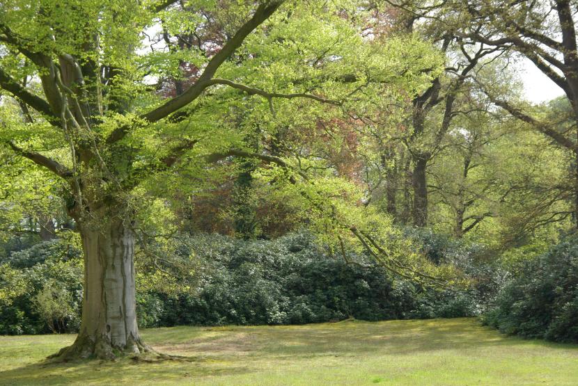 Jardín