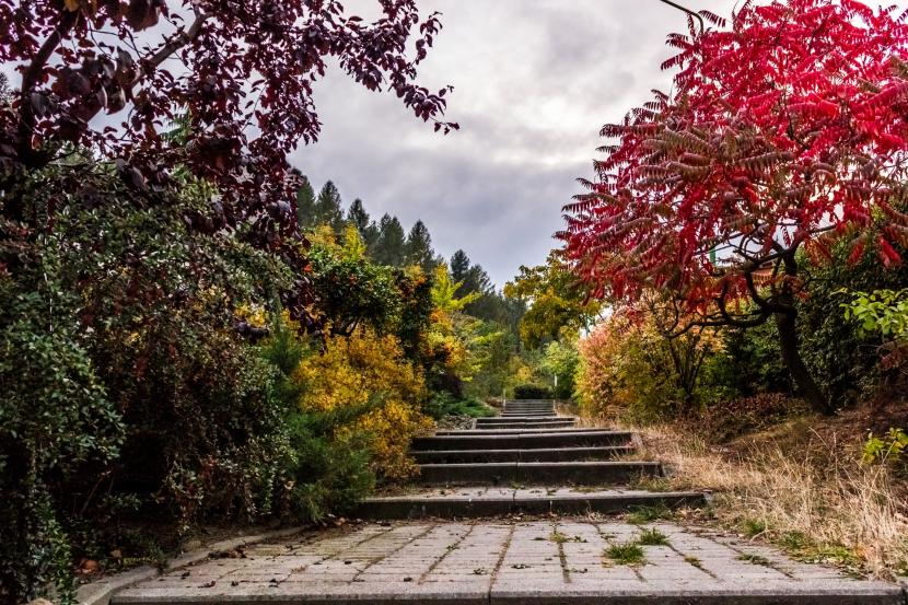 Árboles en jardín