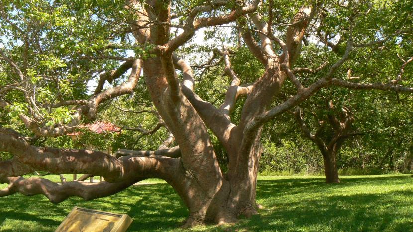 Bursera