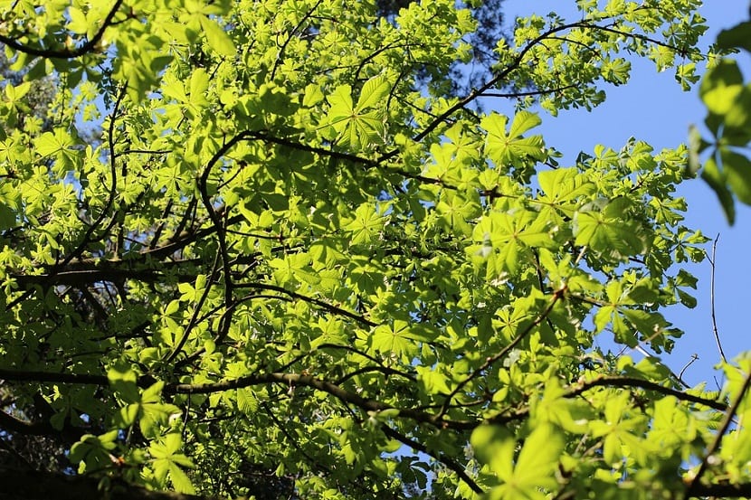 Consejos para plantar arboles