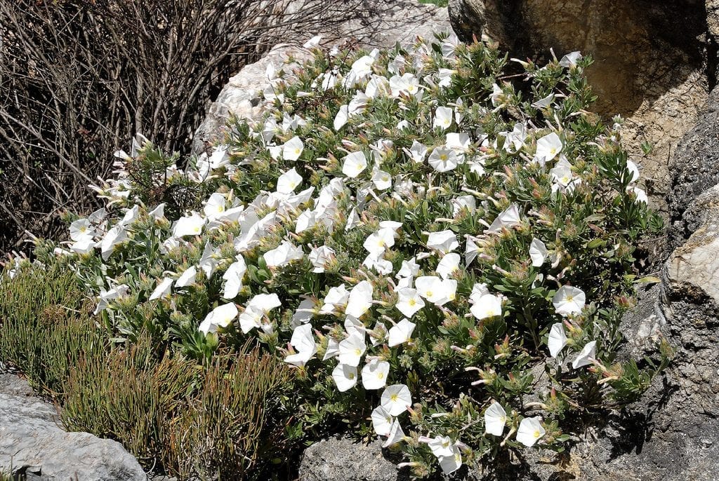 El Convolvulus cneorum es una planta de flores blancas