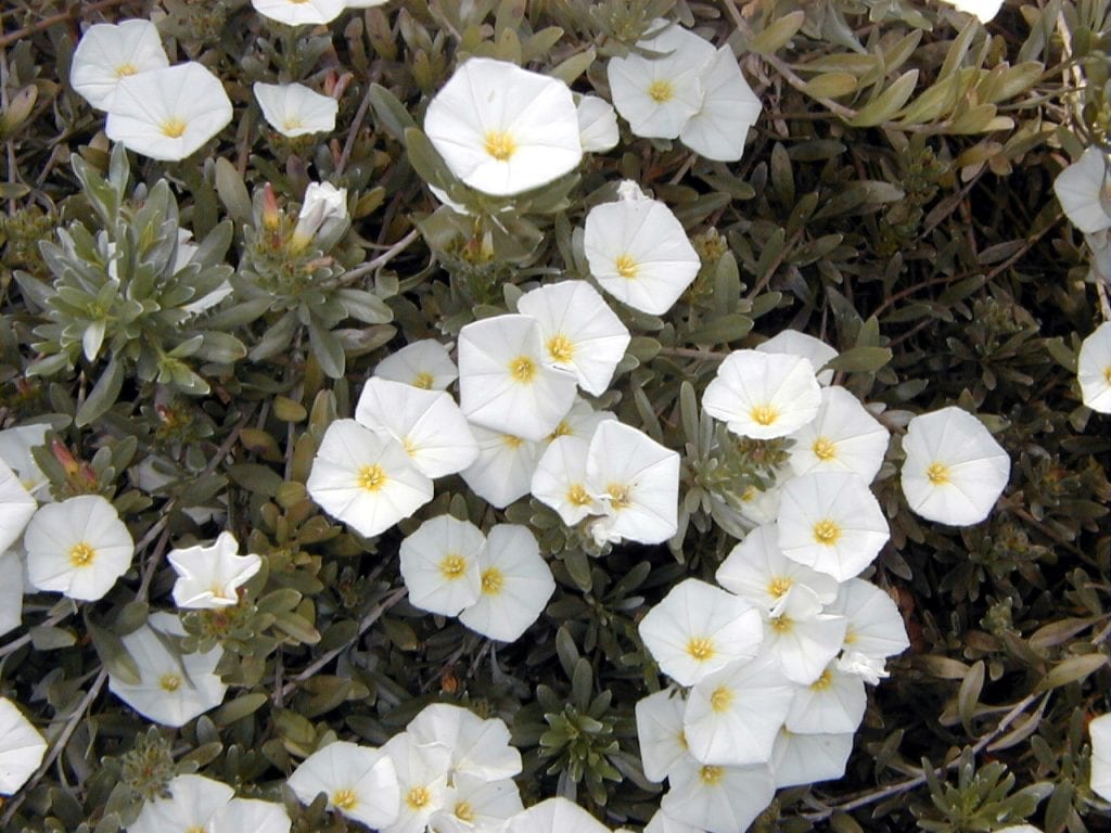 Las flores del Convolvulus cneorum son blancas