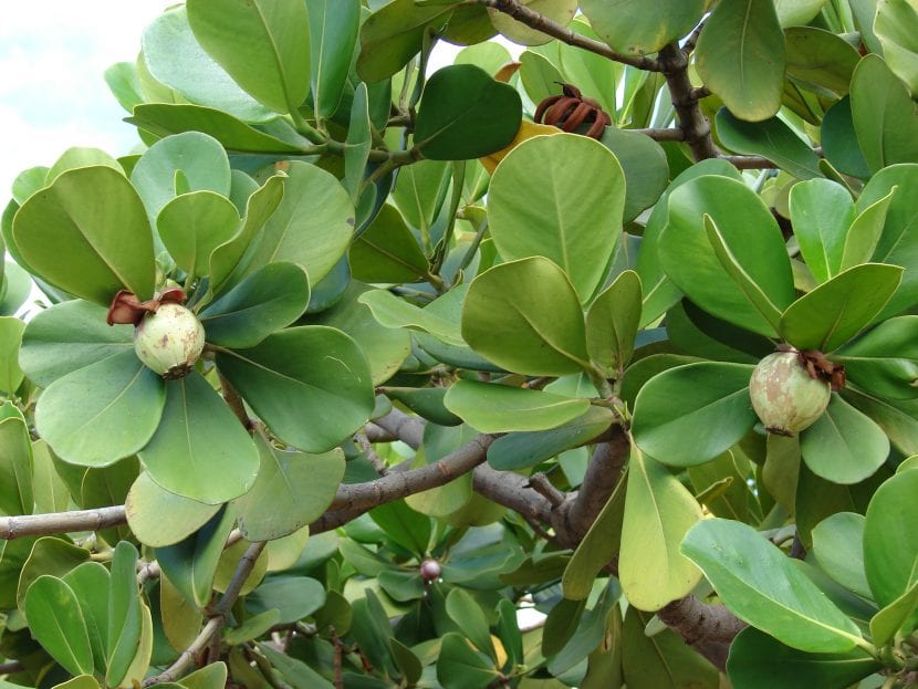 Hojas de la Clusia rosea