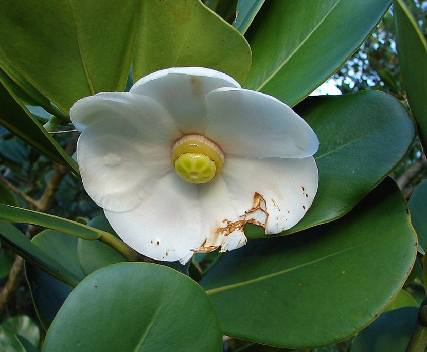 Flor de Clusia rosea