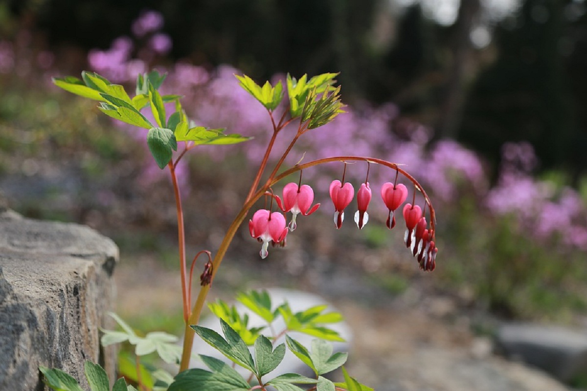 Corazón sangrante (Lamprocapnos spectabilis): cultivo y cuidados